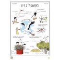 Grande affiche "Cigognes"
