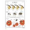 Grande affiche "Les abeilles"