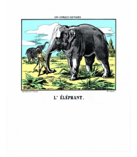 Image L'Eléphant - Animaux Sauvages