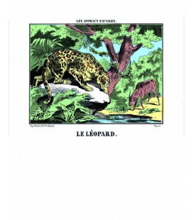 Image Le Léopard - Animaux Sauvages