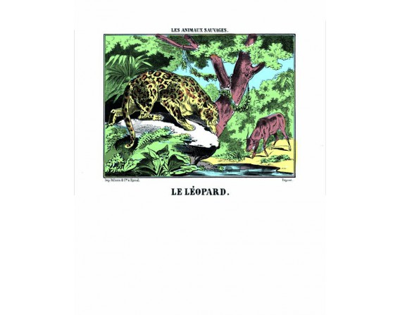 Image Le Léopard - Animaux Sauvages