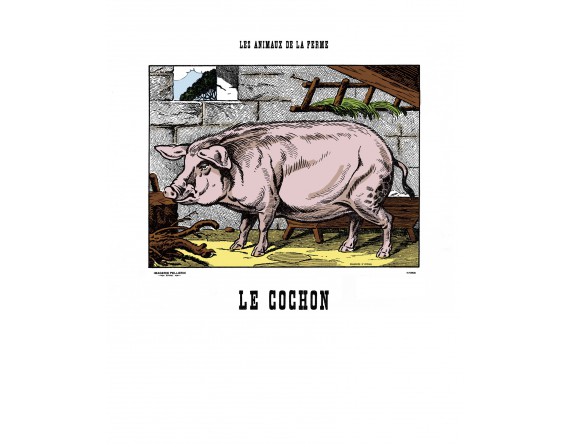 Image Le Cochon - Animaux de la Ferme