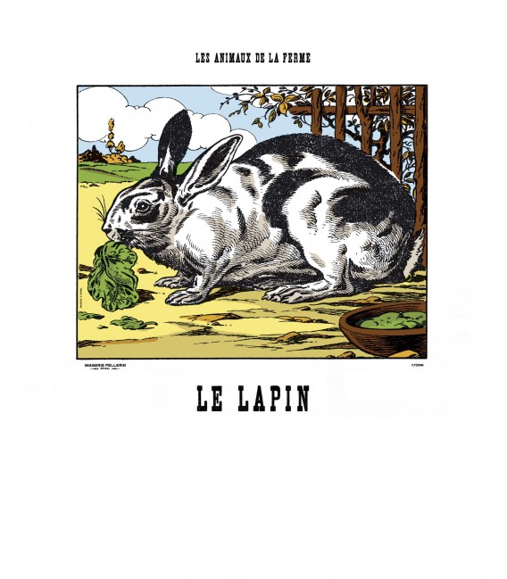 Image Le Lapin - Animaux de la Ferme