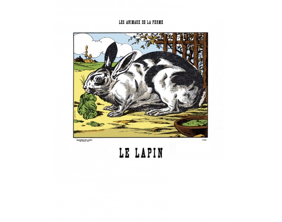 Image Le Lapin - Animaux de la Ferme