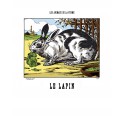 Image "Le lapin"