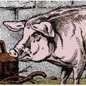 Image Le Cochon - Animaux de la Ferme