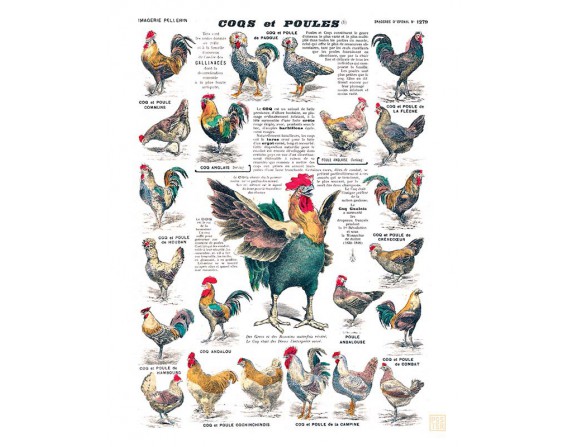 Affiche "Coqs et poules"