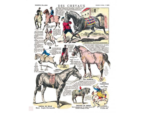 Affiche "Des chevaux"