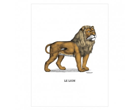 Image "Le lion"