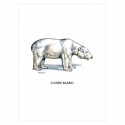 Image " L'ours blanc"