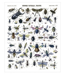 Affiche "Insectes"