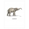 Image "L'éléphant"