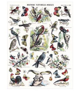 Image "Histoire naturelle oiseaux"