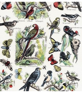 Image "Histoire naturelle oiseaux"
