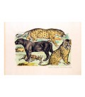 La panthère et les léopards