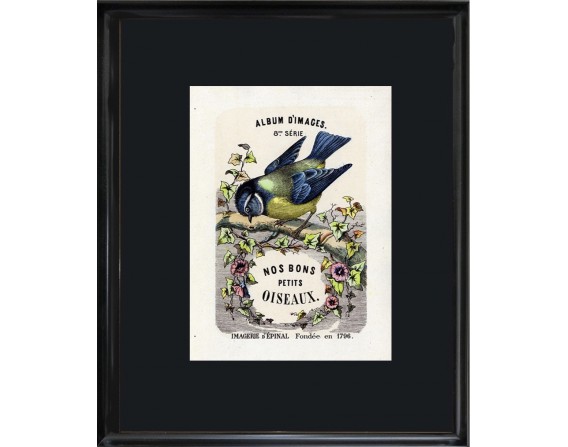 Collection Edition Originale "Nos bons petits oiseaux"
