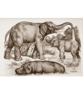 décor panoramique éléphants sepia  au bain