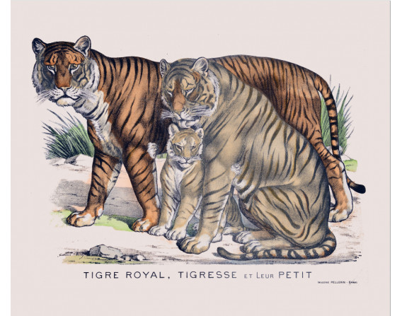 Tirage d'art "Tigre Royal"