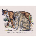 Tirage d'art "Tigre et famille royale"