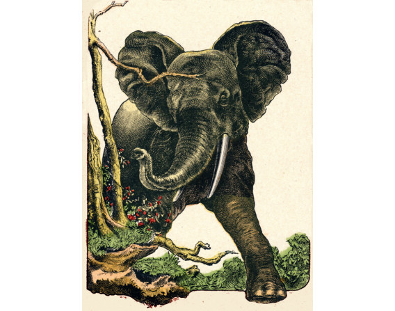 Tirage d'art "elephant chargeantl"