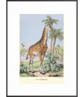 Image "La Girafe"