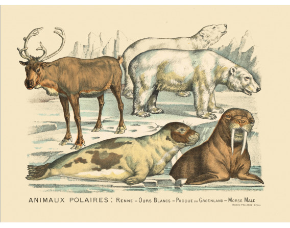 Image "Les animaux polaires"