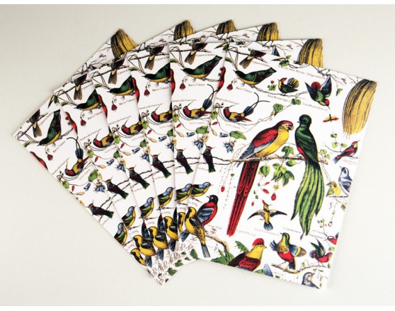 Lot de 10 cartes doubles - Les Oiseaux
