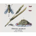 Insectes nuisibles